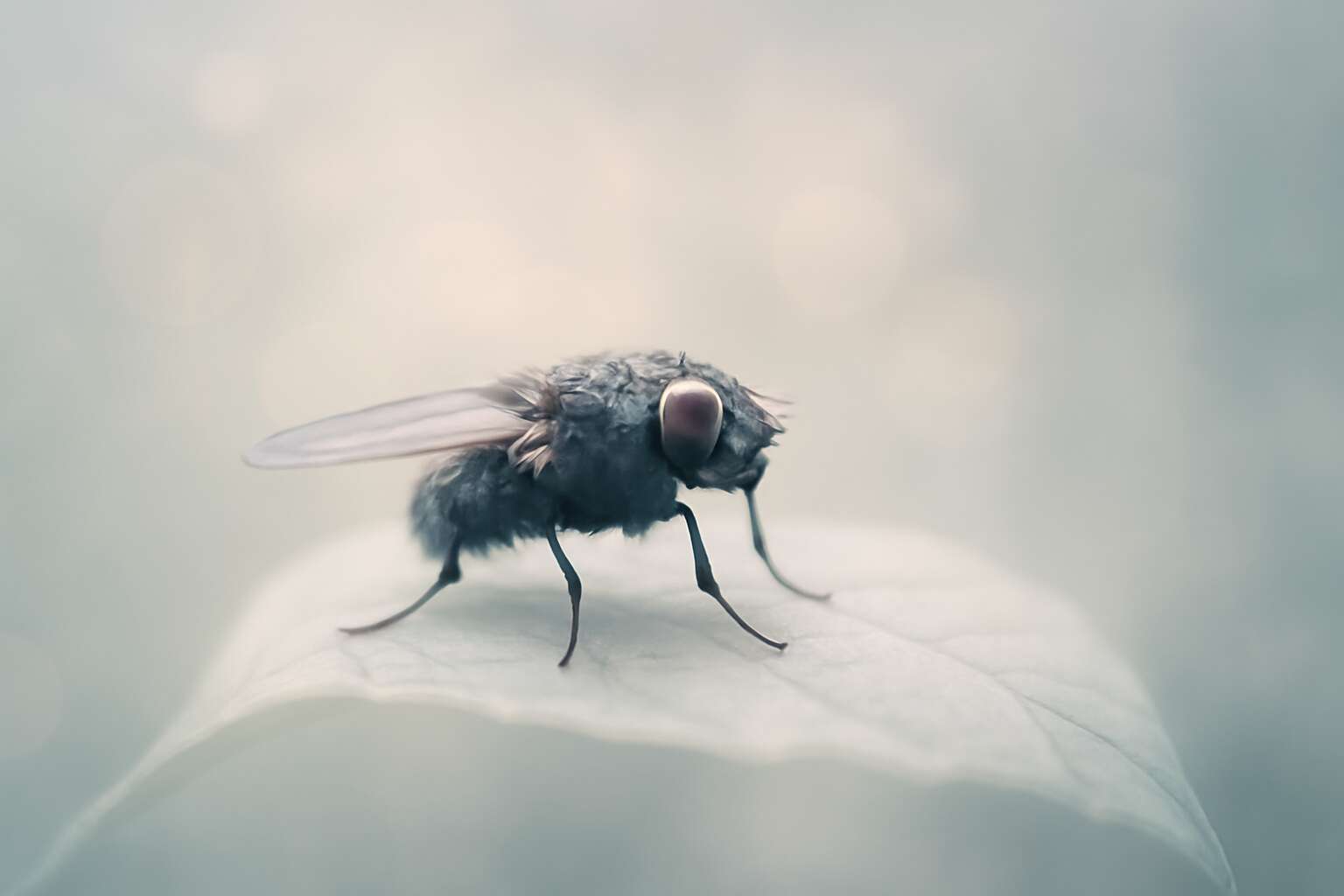 flies in dream meaning