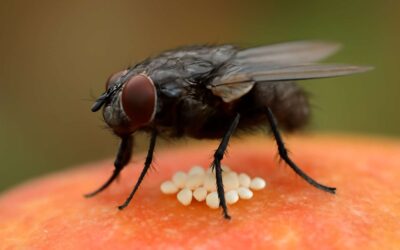 Discover the hidden cycle: flies laying eggs reveal nature’s tiny world.