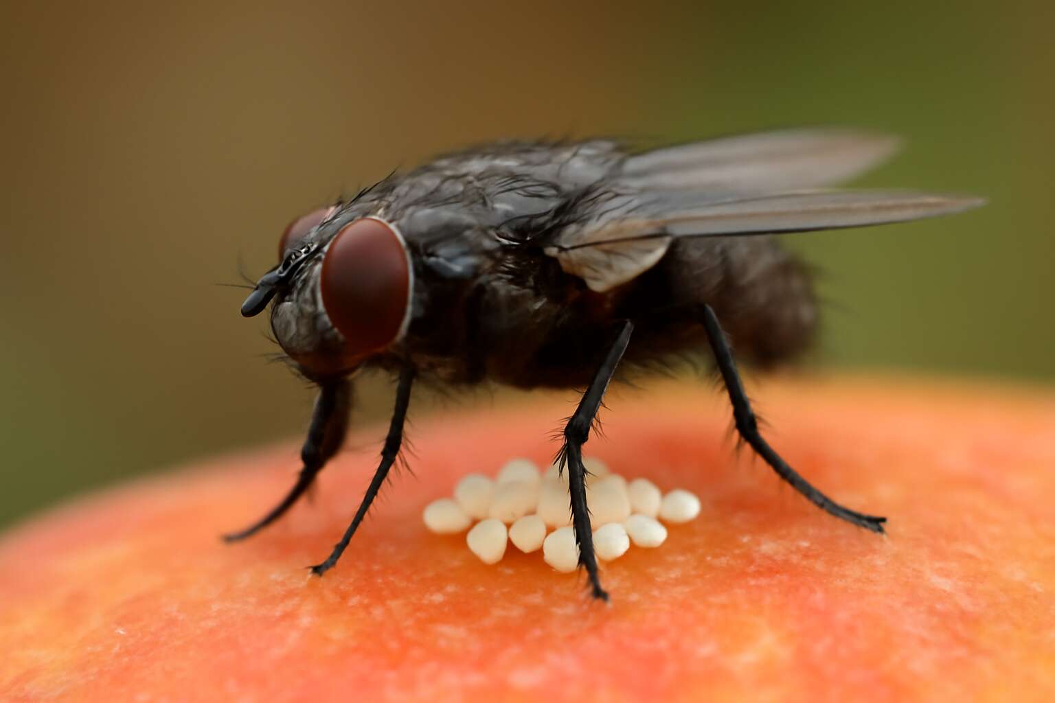flies laying eggs