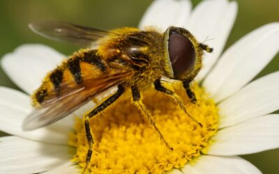 Unlocking the secrets of flies pollination reveals how tiny pollinators boost ecosystems