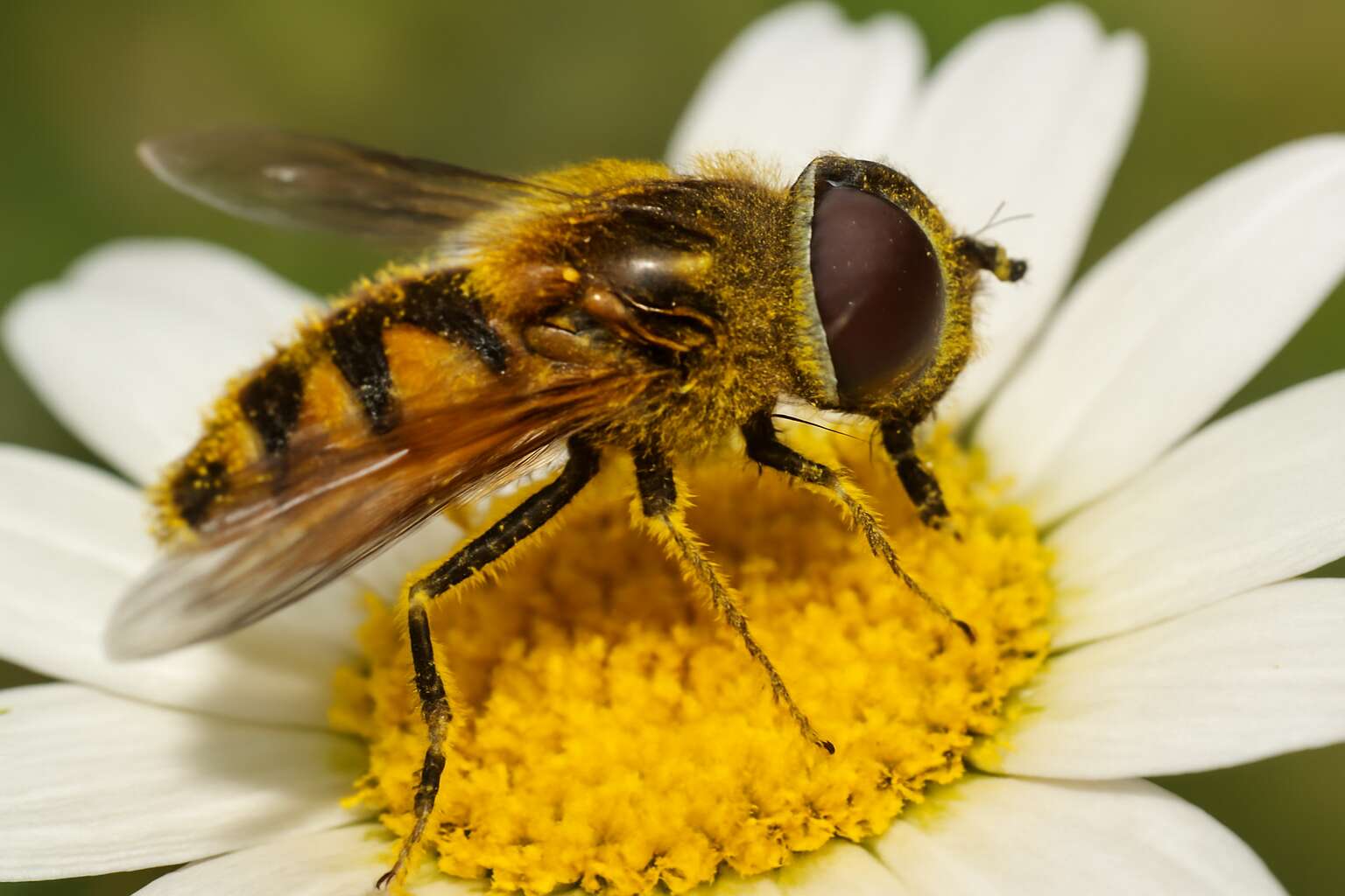 flies pollination