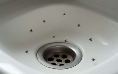 Ban the buzzing: how to get rid of drain flies and keep them out