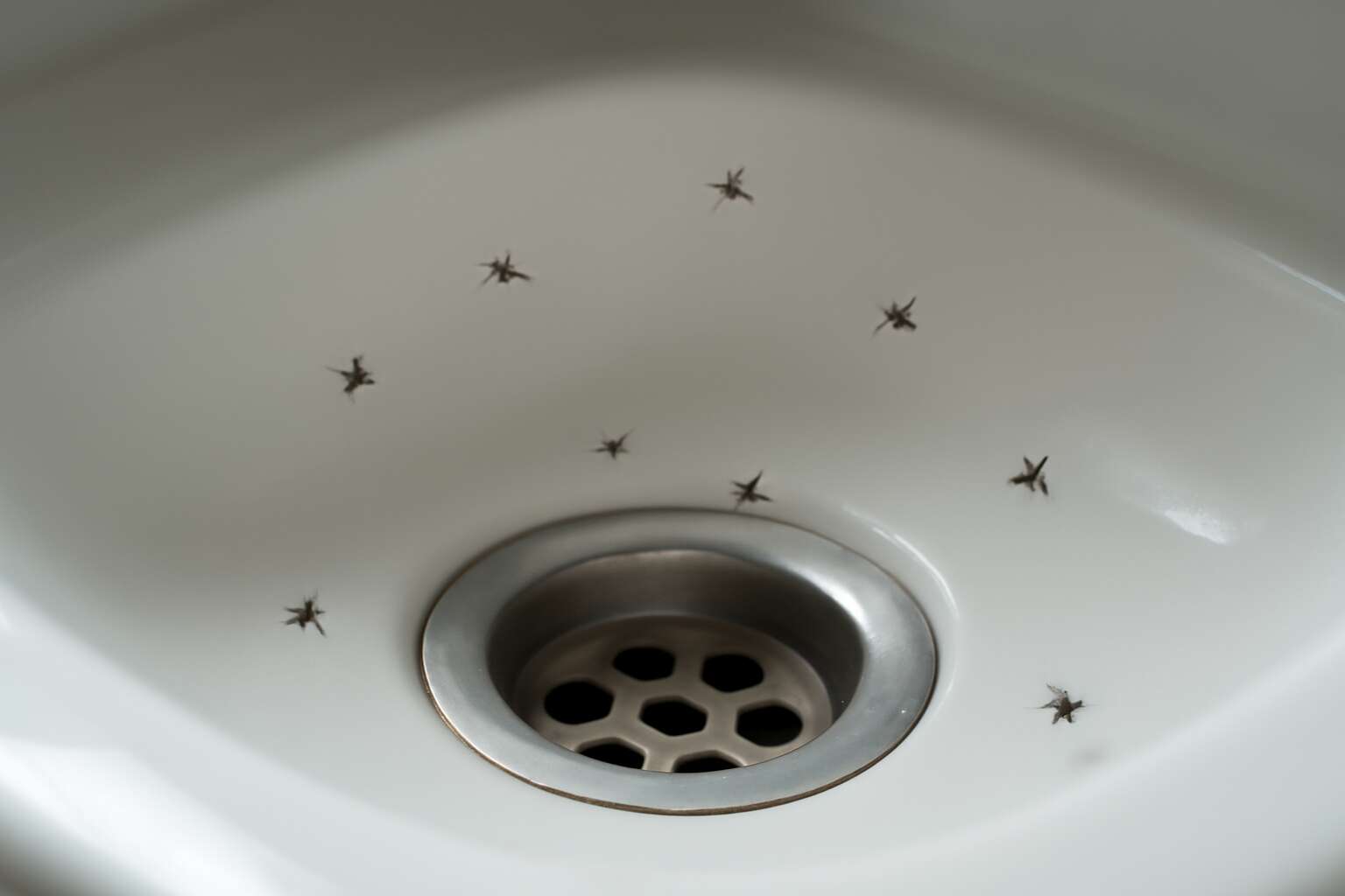 how to get rid of drain flies