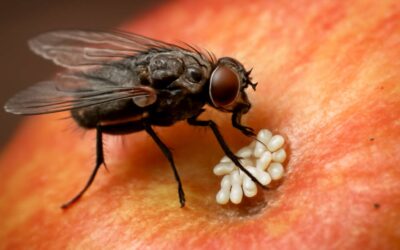 Secrets Revealed: how flies lay eggs on food and how to prevent contamination