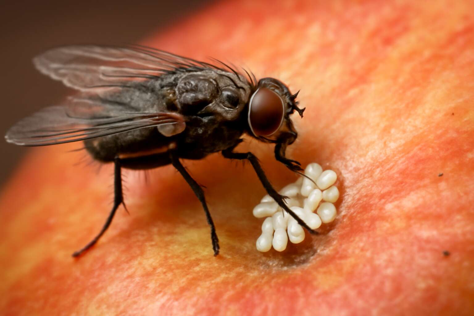 how flies lay eggs on food