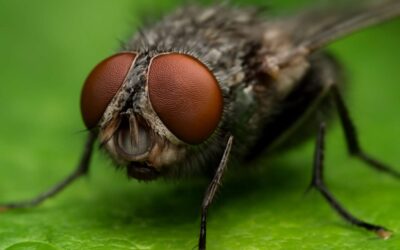 Unlocking secrets: can flies see in the dark?