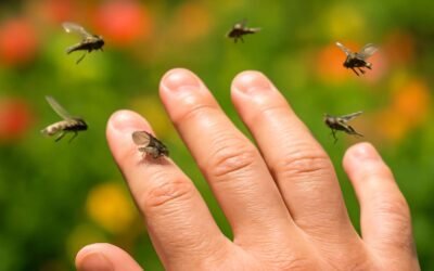 Unlocking the secret of why flies fly around me and how to deter them