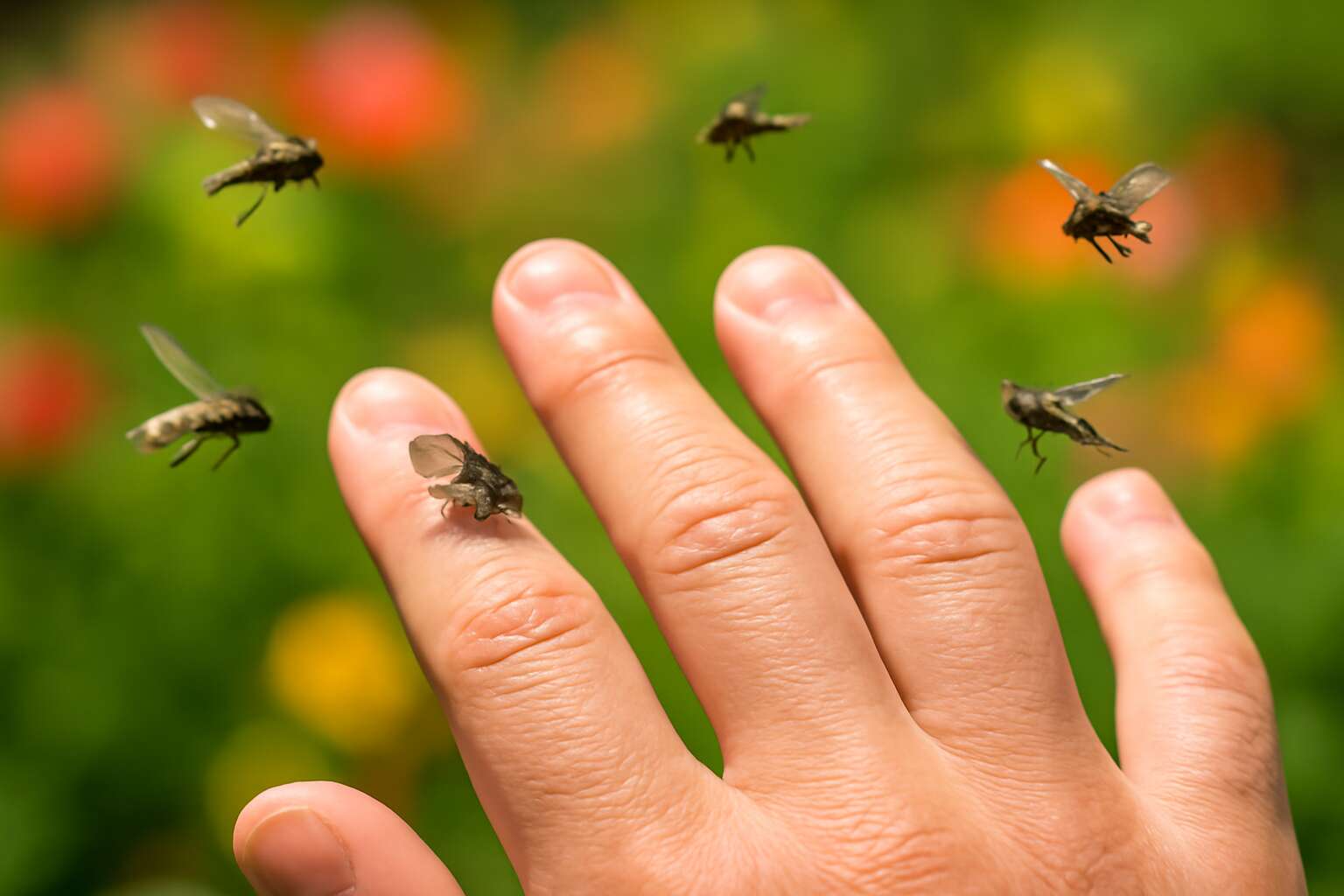 generated_image_6a50398f51b1c.jpg why flies fly around me