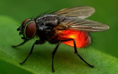 Why flies have blood matters: uncovering secrets of insect immunity.