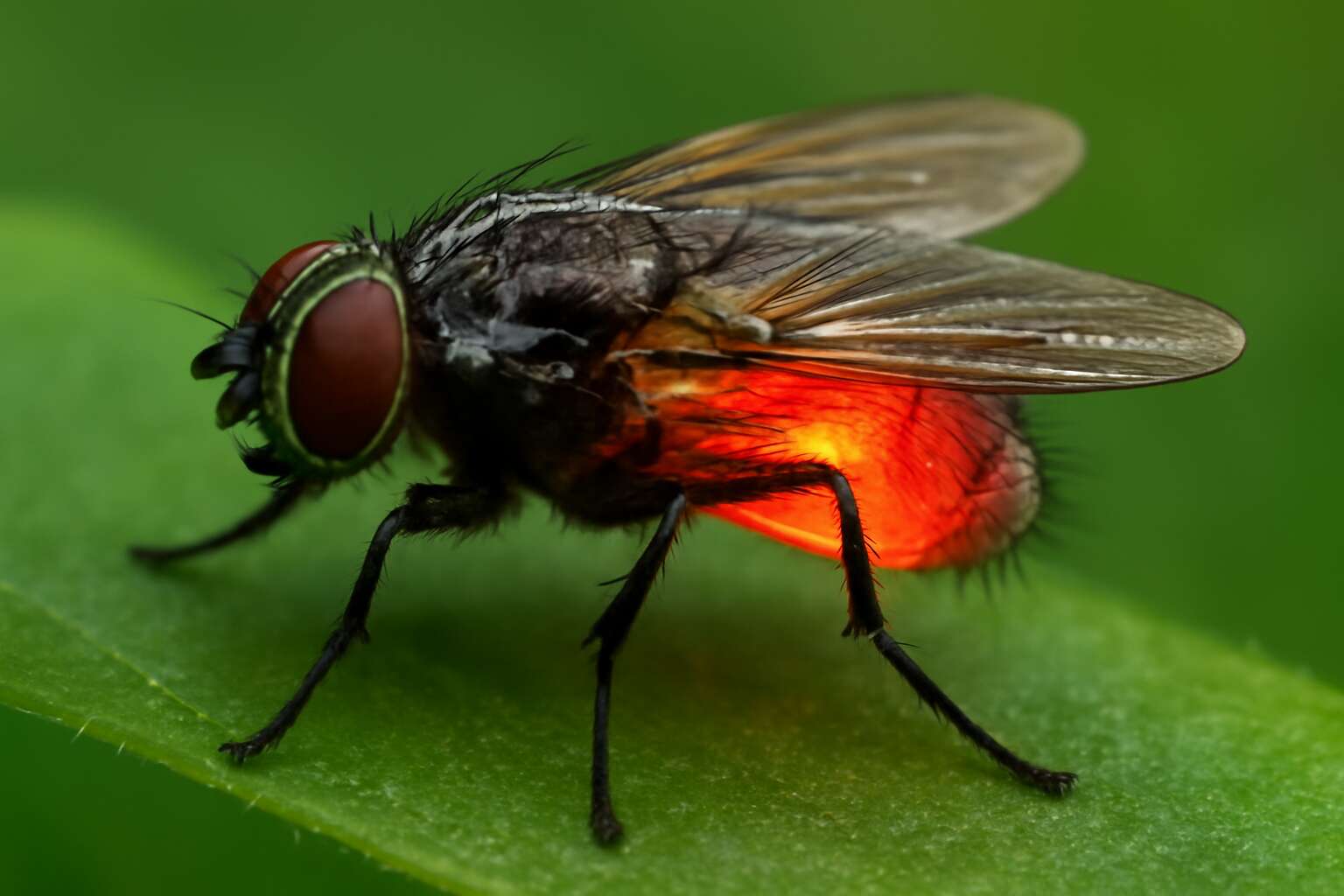 generated_image_6a570d77eb3f7.jpg flies have blood