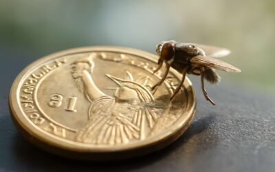 What determines flies 1 dollar coin value and is it worth collecting today?