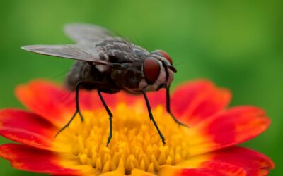 Discover why flies are important in ecosystems, pollination, and waste cleanup.