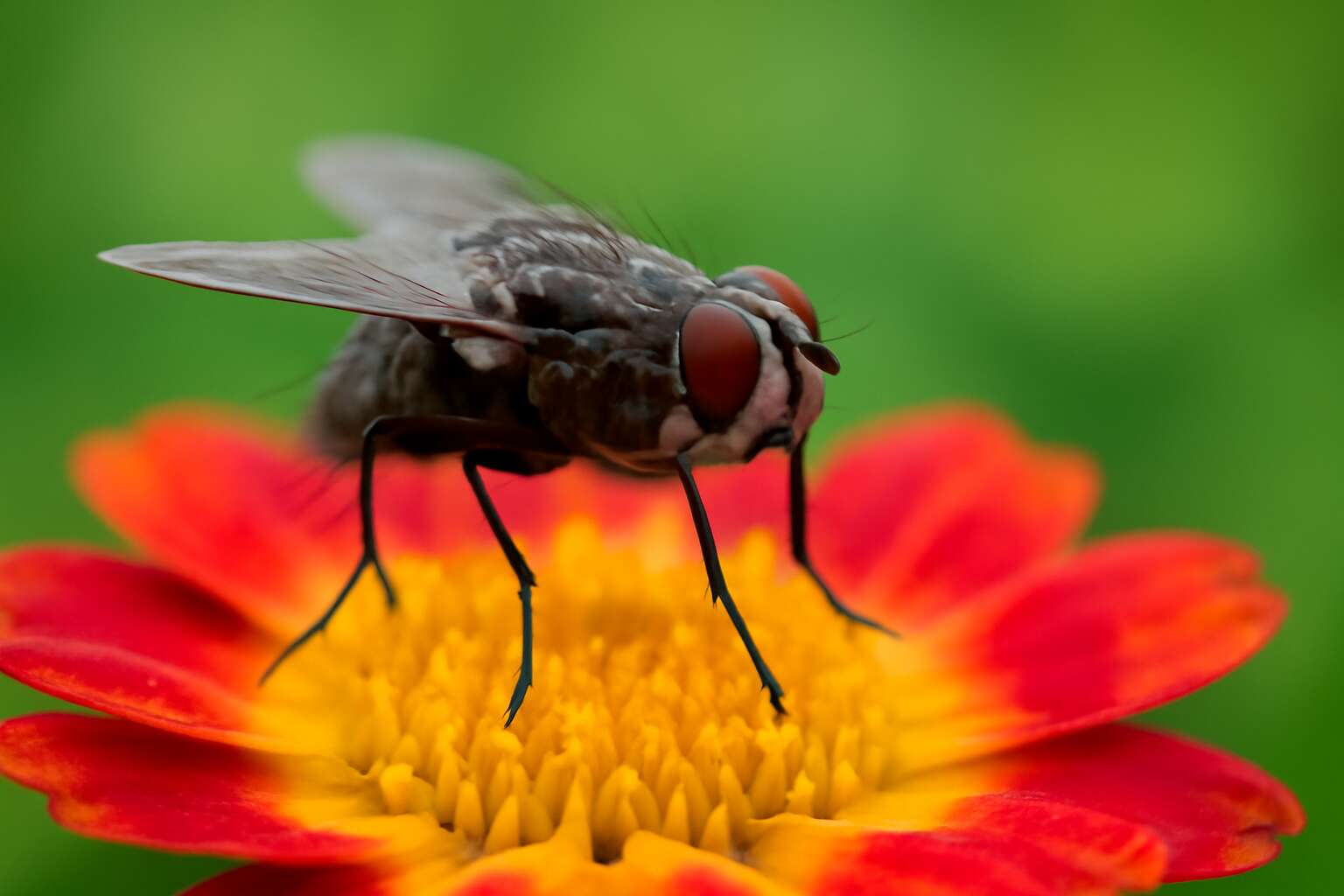 why flies are important