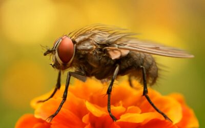 Uncovering flies purpose: How a tiny insect changes ecosystems.