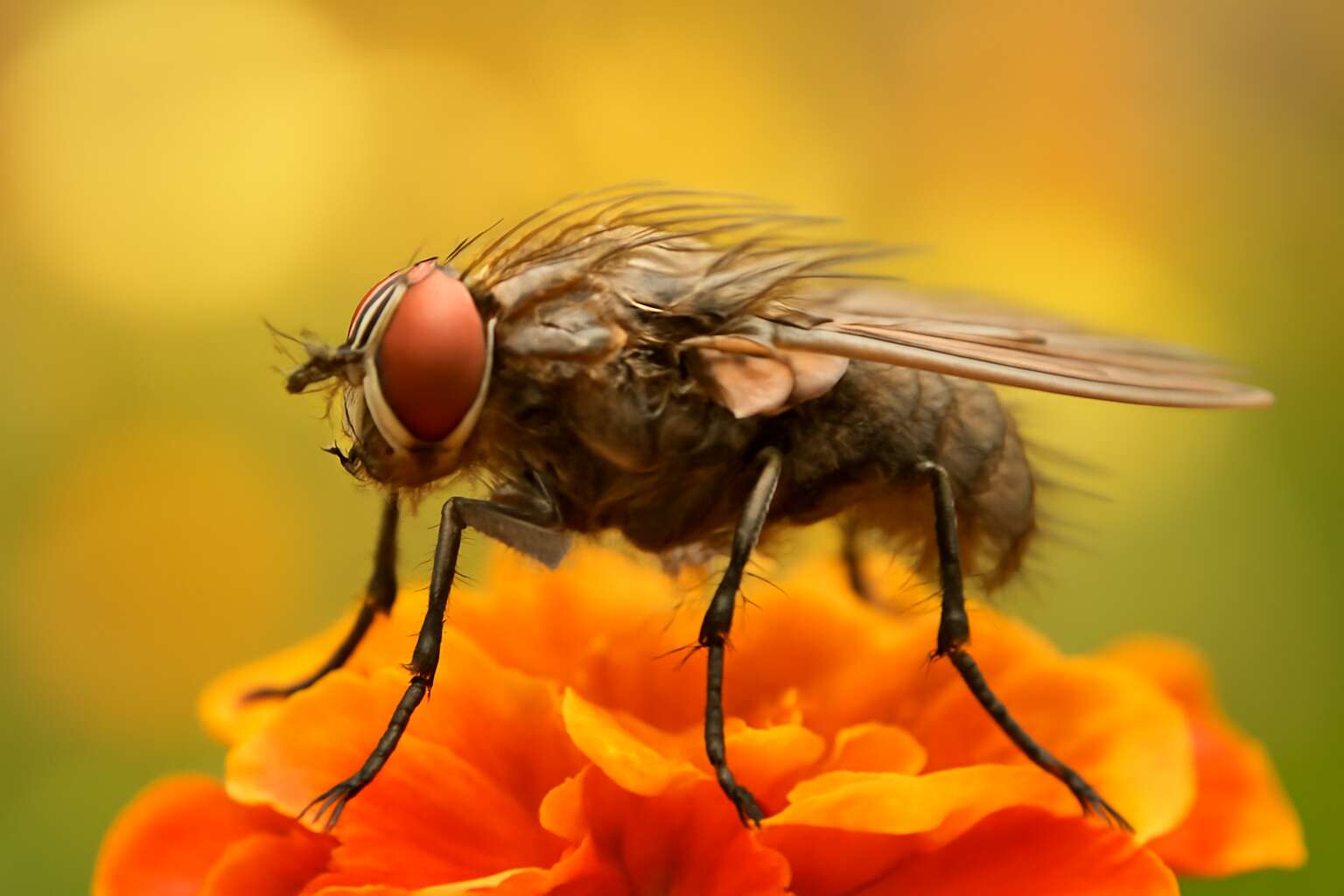 flies purpose