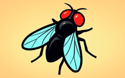 Stunning flies clipart: Free, high-quality vectors for your projects.