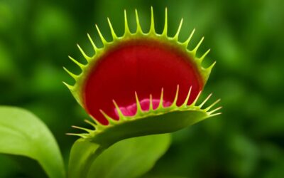 shop venus fly traps for sale: bring dramatic carnivorous color to your garden.