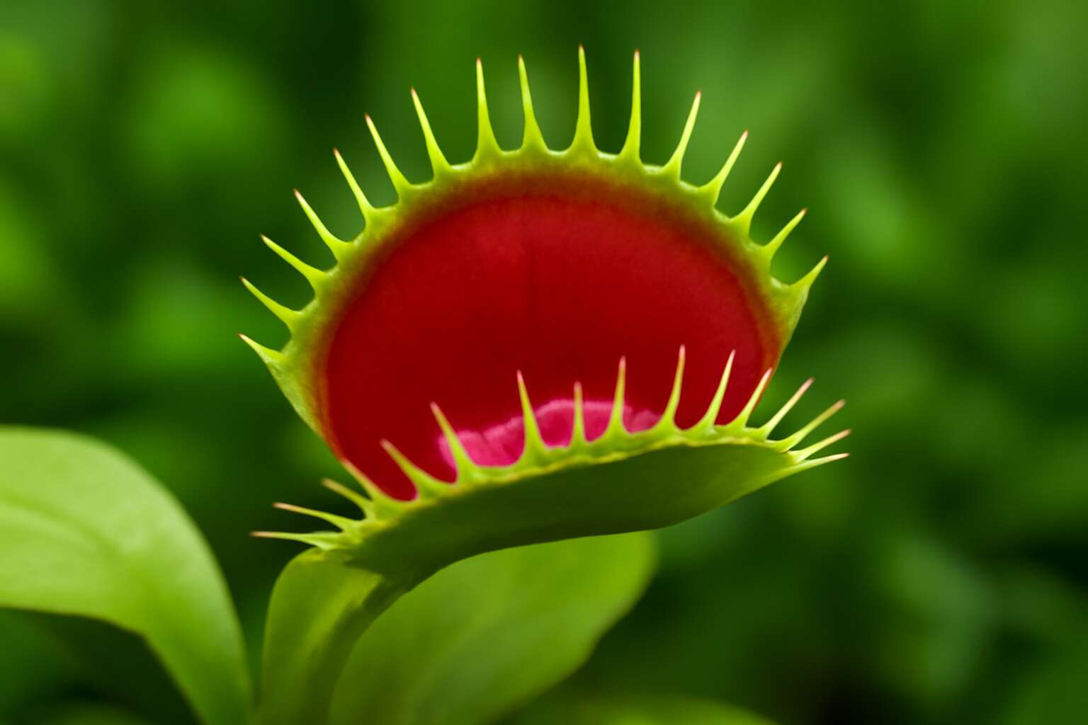 venus fly traps for sale