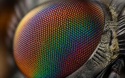 Flies eyes explained: how compound vision works.