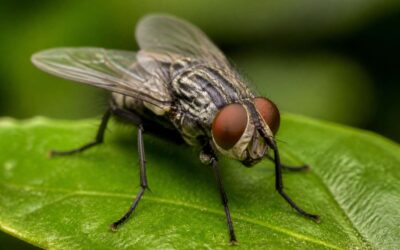 Why Do Flies Keep Coming Back? Here’s How to Stop Them