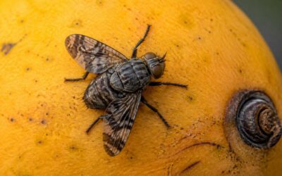 Why Mango Flies Bite and How to Stop Them