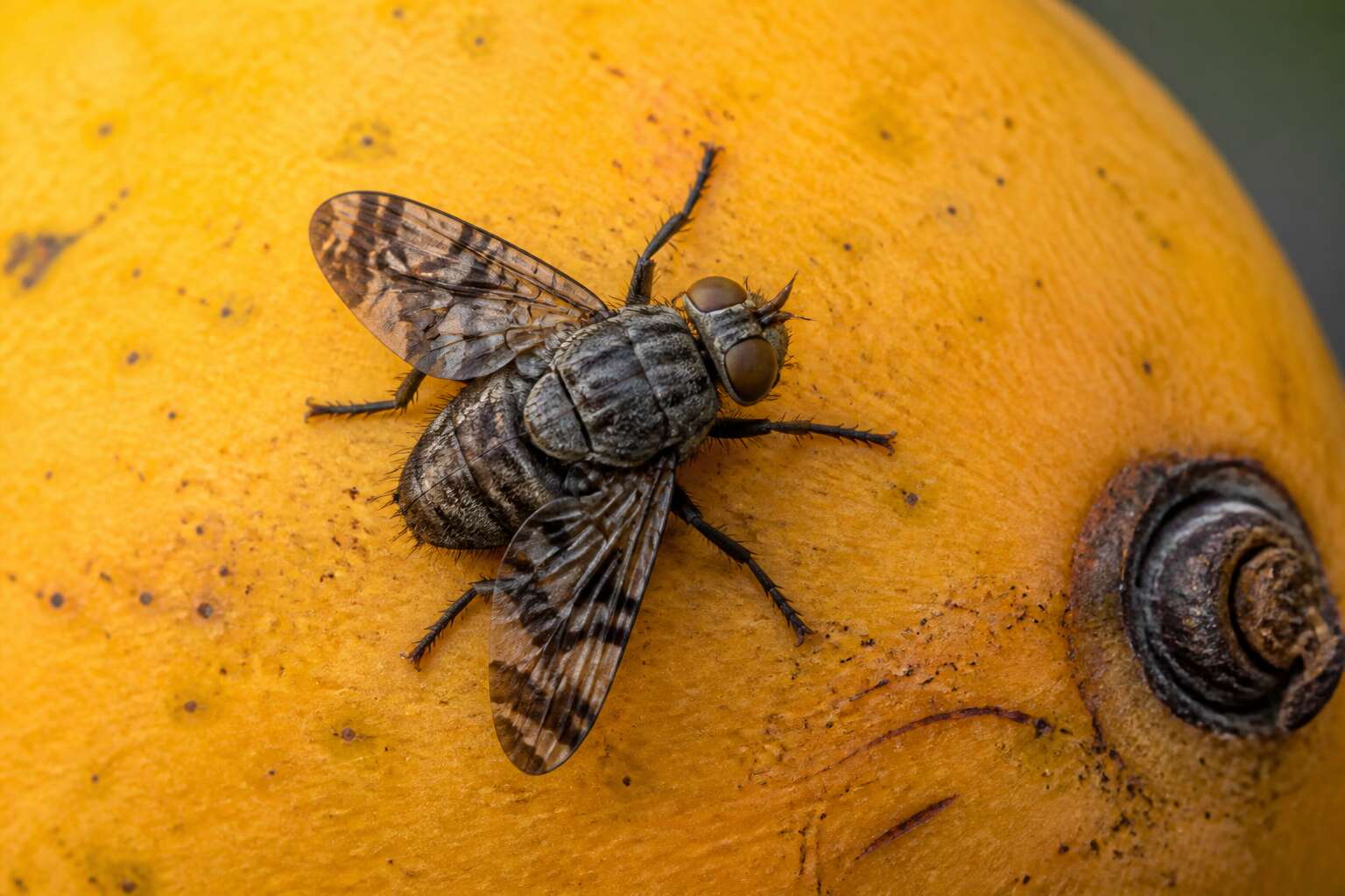 mango flies bite