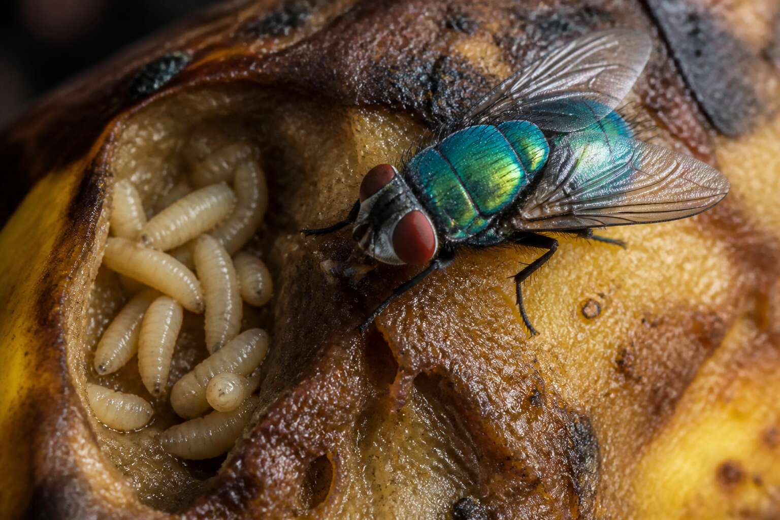 flies with worms