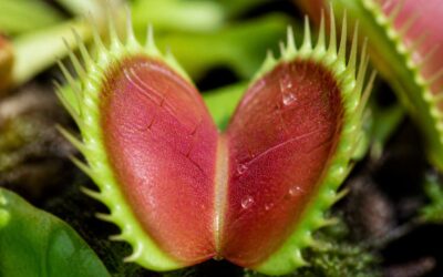 Fly traps nyt explains why these plants eat insects.